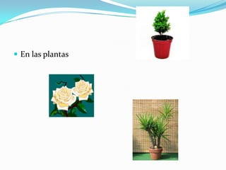  En las plantas
 