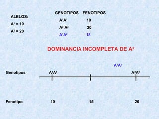 ALELOS:

GENOTIPOS

FENOTIPOS

A1A1

20

A1A2

A = 20
2

10

A2 A2

A = 10
1

18

DOMINANCIA INCOMPLETA DE A2
A1A2
Genotipos

Fenotipo

A1A1

10

A 2A2

15

20

 