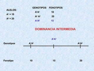 ALELOS:

GENOTIPOS

FENOTIPOS

A1A1

20

A1A2

A = 20
2

10

A2 A2

A = 10
1

15

DOMINANCIA INTERMEDIA
A1A2
Genotipos

Fenotipo

A1A1

10

A 2A2

15

20

 