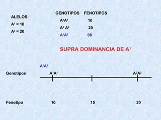 GENOTIPOS

ALELOS:

FENOTIPOS

A1A1

20

A1A2

A = 20
2

10

A2 A2

A = 10
1

08

SUPRA DOMINANCIA DE A1
A1A2
Genotipos

Fenotipo

A1A1

10

A 2A2

15

20

 
