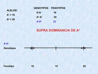 ALELOS:

GENOTIPOS

FENOTIPOS

A1A1

20

A1A2

A = 20
2

10

A2 A2

A = 10
1

23

SUPRA DOMINANCIA DE A2

A1A2
Genotipos

Fenotipo

A1A1

10

A 2A2

15

20

 