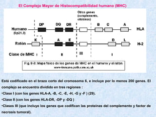 El Complejo Mayor de Histocompatibilidad humano (MHC)

III

Está codificado en el brazo corto del cromosoma 6, e incluye por lo menos 200 genes. El
complejo se encuentra dividido en tres regiones :
•Clase I (con los genes HLA-A, -B, -C, -E, -H, -G y -F ) (29).
•Clase II (con los genes HLA-DR, -DP y -DQ )
•Clases III (que incluye los genes que codifican las proteínas del complemento y factor de
necrosis tumoral).

 