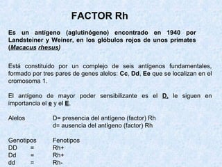 FACTOR Rh
Es un antígeno (aglutinógeno) encontrado en 1940 por
Landsteiner y Weiner, en los glóbulos rojos de unos primates
(Macacus rhesus)
Está constituido por un complejo de seis antígenos fundamentales,
formado por tres pares de genes alelos: Cc, Dd, Ee que se localizan en el
cromosoma 1.
El antígeno de mayor poder sensibilizante es el D, le siguen en
importancia el e y el E.
Alelos

D= presencia del antígeno (factor) Rh
d= ausencia del antígeno (factor) Rh

Genotipos
DD
=
Dd
=
dd
=

Fenotipos
Rh+
Rh+
Rh-

 