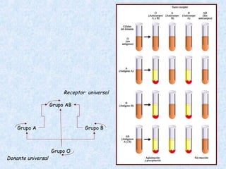 Receptor universal
Grupo AB

Grupo A

Donante universal

Grupo B

Grupo O

 