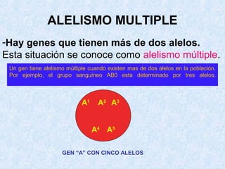 ALELISMO MULTIPLE
-Hay genes que tienen más de dos alelos.
Esta situación se conoce como alelismo múltiple.
Un gen tiene alelismo múltiple cuando existen mas de dos alelos en la población.
Por ejemplo, el grupo sanguíneo AB0 esta determinado por tres alelos.

A1

A 2 A3
A4 A 5

GEN “A” CON CINCO ALELOS

 