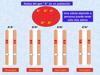 Alelos del gen “A” en un población

A1

A 2 A3

Una célula diploide o
persona puede tener
sólo dos alelos

A4 A 5
A1A 1

A1

A2A3

A1

Homocigoto

A2

A2A5

A3

Heterocigoto

A2

A4A4

A5

Heterocigoto

A4

A4

Homocigoto

 
