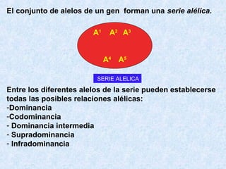 El conjunto de alelos de un gen forman una serie alélica.
A1

A 2 A3
A4 A 5

SERIE ALELICA

Entre los diferentes alelos de la serie pueden establecerse
todas las posibles relaciones alélicas:
-Dominancia
-Codominancia
- Dominancia intermedia
- Supradominancia
- Infradominancia

 