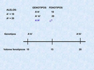 GENOTIPOS

ALELOS:

A1A1

A = 20
2

10

A2 A2

A = 10
1

Genotipos

FENOTIPOS

20

A1A2

¿?

A1A1

Valores fenotípicos 10

A 2A2

15

20

 