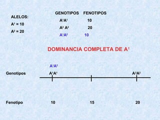 ALELOS:

GENOTIPOS

FENOTIPOS

A1A1

A = 20
2

10

A2 A2

A = 10
1

20

A1A2

10

DOMINANCIA COMPLETA DE A1
A1A2
Genotipos

Fenotipo

A1A1

10

A 2A2

15

20

 