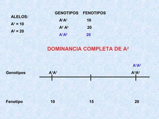 ALELOS:

GENOTIPOS

FENOTIPOS

A1A1

20

A1A2

A = 20
2

10

A2 A2

A = 10
1

20

DOMINANCIA COMPLETA DE A2
A1A2
Genotipos

Fenotipo

A1A1

10

A 2A2

15

20

 