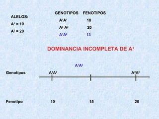 ALELOS:

GENOTIPOS

FENOTIPOS

A1A1

20

A1A2

A = 20
2

10

A2 A2

A = 10
1

13

DOMINANCIA INCOMPLETA DE A1
A1A2
Genotipos

Fenotipo

A1A1

10

A 2A2

15

20

 