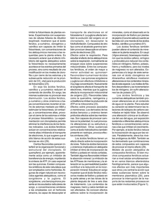 inhibir la fotosíntesis de plantas en-
teras. Experimentos con suspensio-
nes de células foliares de Abutilon
teophrasti, mostraron que el ácido
ferúlico, p-cumárico, clorogénico y
vainíllico son capaces de inhibir la
fotosíntesis, con concentraciones de
los aleloquímicos menores a las re-
queridas para la planta entera. Es
necesario aclarar que el efecto inhi-
bitorio del agente alelopático sobre
la fotosíntesis no necesariamente
acontece en los eventos primarios del
proceso, sino como resultado de una
modificación en los niveles de cloro-
fila o por cierre de los estomas y la
subsecuente reducción en la provi-
sión de CO2
vital para la producción
de fotosintatos (23).
En soja los ácidos ferúlico,
vainíllico y p-cumárico reducen el
contenido de clorofila. En sorgo, las
mismas sustancias no provocan esa
disminución. Los ácidos ferúlico,
p-cumárico y otros cinámicos a ba-
jas concentraciones revierten el cie-
rre de estomas mediado por ABA y
estimulan la fotosíntesis; sin embar-
go, a concentraciones altas, provo-
can el cierre de los estomas e inhibe
el proceso fotosintético. La experi-
mentación con cloroplastos permite
eliminar la interferencia de los facto-
res indicados. Los ácidos fenólicos
actúan en concentraciones relativa-
mente altas inhibiendo el transporte
de electrones, lo que sugiere que el
sitio blanco de acción de estas sus-
tancias es otro (29).
Ciertos flavonoides parecen in-
terferir en la organización funcional o
estructural del cloroplasto. El
quempferol, por ejemplo, aparente-
mente actúa como un inhibidor de
transferencia de energía, impidiendo
la síntesis deATP. Un caso especial
son las quinonas. Existen compues-
tos sintéticos de esta naturaleza que
son empleados como herbicidas.Al-
gunas de origen natural son recono-
cidos agentes alelopáticos, como el
sorgoleone y la juglona. El
sorgoleone, una benzoquinona pre-
sente en los exudados radiculares de
sorgo, a concentraciones similares
a las empleadas con el herbicida
atrazina, es capaz de desacoplar el
transporte de electrones en el
fotosistema II. La juglona afecta tam-
bién la evolución del oxígeno en el
cloroplasto, sin desacoplar la
fotofosforilación. Compuestos de otro
tipo como el alcaloide gramina tam-
bién provocan desacople en el trans-
porte de electrones (29).
Efectos sobre la respiración. Para
estudiar el efecto de los aleloquímicos
sobre la respiración, normalmente se
ensayan esos sobre suspensiones
mitocondriales. Entre los compues-
tos fenólicos, el orden de mayor a
menor actividad es: quinonas>
flavonoides>cumarinas>ácidos
fenólicos. Las quinonas sorgoleone
y juglona son efectivos inhibidores a
muybajaconcentración.Nuevamente
el sorgoleone afecta el transporte de
electrones, mientras que la juglona
afecta la incorporación mitocondrial
de oxígeno (22). Flavonoides tales
como la quercetina, naringenina y
umbeliferonainhibenlaproducciónde
ATP en la mitocondria (23).
Efectos sobre procesos asociados
a membranas. Los derivados de los
ácidos benzoico y cinámico tienen
profundos efectos sobre las membra-
nas. Son capaces de provocar cam-
bios en la polaridad, lo cual provoca-
ría alteraciones en su estructura y
permeabilidad. Otras sustancias
como el ácido hidroxibutírico también
presente en rastrojos, provoca efec-
tos similares (48).
Los ácidos fenólicos tienen un
efecto directo sobre la incorporación
de iones. Todos los ácidos benzoicos
y cinámicos implicados en alelopatía
inhiben el ritmo de incorporación de
fósforo y potasio en raíces cortadas.
También algunos flavonoides inhiben
la absorción mineral. La inhibición de
las ATPasas de membranas y la al-
teración en su permeabilidad pueden
contribuir a la reducción en la incor-
poración mineral. Estudios en sorgo
muestran que el ácido ferúlico redu-
ce los niveles de fósforo y potasio en
la parte aérea y en las raíces de la
planta después de tres a seis días
de tratamiento. Los contenidos de
magnesio, hierro y calcio también se
ven afectados. Se conocen efectos
aditivos sobre la incorporación de
minerales, como el observado en la
incorporación de fósforo por plantas
depepino(Cucumissativus)cuandose
las trata con una mezcla de los ácidos
ferúlico,vainíllicoyp-cumárico(51).
Los ácidos fenólicos también
pueden alterar el contenido de mine-
rales en la planta receptora. En caupí
(Vigna sinensis), bioensayos mostra-
ron que los ácidos cafeico, siríngico
y protocatécuico reducen los conte-
nidos en nitrógeno, fósforo, potasio,
hierro y molibdeno, pero los niveles
de magnesio no son alterados. Ex-
periencias a lo largo de siete sema-
nas con el ácido clorogénico en
Amaranthus retroflexus mostraron
alteracionesenloscontenidosminera-
lesdeestaespecie.Losnivelesdefós-
foro descendieron y se incrementaron
los de nitrógeno, sin sufrir alteracio-
nes los de potasio (27).
Los ácidos fenólicos y las
cumarinas alelopáticas también pro-
vocan alteraciones en el contenido
de agua en la planta. Para estudiar
su variación se determinaron las re-
laciones de isótopos de carbono asi-
milados en tejido foliar. Se observó
una alteración crónica en la eficien-
cia del uso del agua, por exposición
sostenida a diferentes aleloquímicos
fenólicos a concentraciones cerca-
nas a las que inhiben el crecimiento.
Por ejemplo, el ácido ferúlico reduce
la incorporación de agua por las raí-
ces. Paralelamente, eleva los nive-
les endógenos de ABA. También se
ha demostrado que combinaciones
de estos compuestos son capaces
de provocar el mismo efecto (29).
Modelo de acción alelopática de
compuestos fenólicos. Si bien mu-
chos compuestos fenólicos actua-
rían a nivel celular simultáneamen-
te en varios blancos alterándolos
fisiológicamente, parece que algu-
nos efectos son más importantes
que otros y es central la acción que
estas sustancias tienen sobre la
membrana plasmática (29), para
provocar la interrupción de la ma-
yoría de los restantes procesos en
que están involucrados (Figura 1).
Yaisys Blanco
 