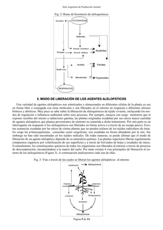 Sitio Argentino de Producción Animal
Página 5 de 14
Fig. 2: Rutas de biosíntesis de aleloquímicos
5. MODO DE LIBERACIÓN DE LOS AGENTES ALELOPÁTICOS
Una variedad de agentes alelopáticos son sintetizados y almacenados en diferentes células de la planta ya sea
en forma libre o conjugada con otras moléculas y son liberados en el entorno en respuesta a diferentes stresses
bióticos y abióticos. Muy poco se sabe sobre la liberación de aleloquímicos de tejido viviente, incluyendo los mo-
dos de regulación o influencia ambiental sobre esos procesos. Por ejemplo, ensayos con sorgo mostraron que al
exponer semillas del mismo a radiaciones gamma, las plantas originadas exudaban por sus raíces mayor cantidad
de agentes alelopáticos que plantas provenientes de simiente no sometida a dicho tratamiento. Por otra parte es un
interrogante sin respuesta si los aleloquímicos son liberados en forma activa o a través de un escape pasivo. Exis-
ten sustancias exudadas por las raíces de ciertas plantas que no pueden aislarse de los tejidos radiculares de éstas.
En sorgo las p-benzoquinonas, conocidas como sorgoleone, son exudadas en forma abundante por la raíz. Sin
embargo no han sido encontradas en los tejidos radicales. De todas maneras, se puede afirmar que el modo de
liberación de un agente alelopático depende de su naturaleza química. Las plantas superiores liberan regularmente
compuestos orgánicos por volatilización de sus superficies y a través de lixiviados de hojas y exudados de raíces.
Eventualmente, los constituyentes químicos de todos los organismos son liberados al entorno a través de procesos
de descomposición, incorporándose a la matriz del suelo. Por tanto existen 4 vías principales de liberación al en-
torno de los aleloquímicos (Figura 3). A continuación analizaremos cada una de ellas.
Fig. 3: Vías a través de las cuales se liberan los agentes alelopáticos al entorno
 