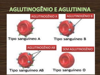 AGLUTINOGÊNIO A     AGLUTINOGÊNIO B




AGLUTINOGÊNIO AB    SEM AGLUTINOGÊNIO
 