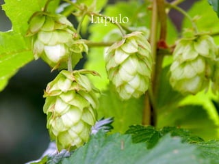 Lúpulo
 