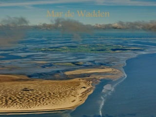 Mar de Wadden
 