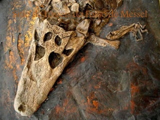 Sítio de Fósseis do Fosso de Messel
 