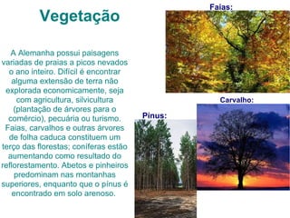 Vegetação A Alemanha possui paisagens variadas de praias a picos nevados o ano inteiro. Difícil é encontrar alguma extensão de terra não explorada economicamente, seja com agricultura, silvicultura (plantação de árvores para o comércio), pecuária ou turismo. Faias, carvalhos e outras árvores de folha caduca constituem um terço das florestas; coníferas estão aumentando como resultado do reflorestamento. Abetos e pinheiros predominam nas montanhas superiores, enquanto que o pínus é encontrado em solo arenoso.  Faias: Carvalho: Pínus: 