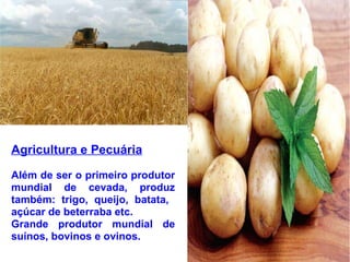 Agricultura e Pecuária Além de ser o primeiro produtor mundial de cevada, produz também: trigo, queijo, batata,  açúcar de beterraba etc. Grande produtor mundial de suínos, bovinos e ovinos. 