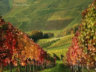 Viñedos del Rhin 