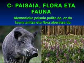 C- PAISAIA, FLORA ETA
        FAUNA
  Alemaniako paisaia polita da, ez du
   fauna anitza eta flora aberatsa du.
 