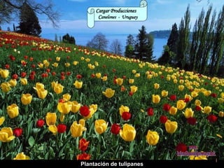Plantación de tulipanes Cargar Producciones  C anelones  -  Uruguay www. laboutiquedelpowerpoint. com 