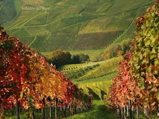 Viñedos del Rhin

 