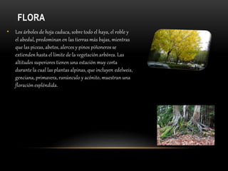FLORA
• Los árboles de hoja caduca, sobre todo el haya, el roble y
el abedul, predominan en las tierras más bajas, mientras
que las piceas, abetos, alerces y pinos piñoneros se
extienden hasta el límite de la vegetación arbórea. Las
altitudes superiores tienen una estación muy corta
durante la cual las plantas alpinas, que incluyen edelweis,
genciana, primavera, ranúnculo y acónito, muestran una
floración espléndida.
 
