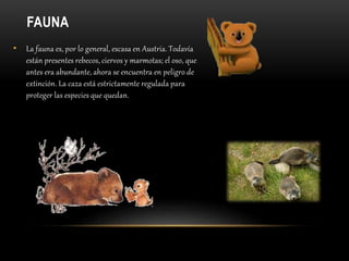 FAUNA
• La fauna es, por lo general, escasa en Austria. Todavía
están presentes rebecos, ciervos y marmotas; el oso, que
antes era abundante, ahora se encuentra en peligro de
extinción. La caza está estrictamente regulada para
proteger las especies que quedan.
 