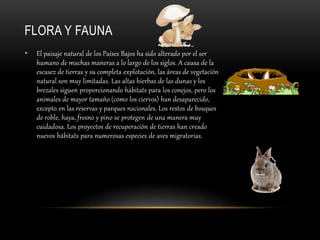 FLORA Y FAUNA
• El paisaje natural de los Países Bajos ha sido alterado por el ser
humano de muchas maneras a lo largo de los siglos. A causa de la
escasez de tierras y su completa explotación, las áreas de vegetación
natural son muy limitadas. Las altas hierbas de las dunas y los
brezales siguen proporcionando hábitats para los conejos, pero los
animales de mayor tamaño (como los ciervos) han desaparecido,
excepto en las reservas y parques nacionales. Los restos de bosques
de roble, haya, fresno y pino se protegen de una manera muy
cuidadosa. Los proyectos de recuperación de tierras han creado
nuevos hábitats para numerosas especies de aves migratorias.
 