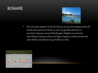 BONAIRE
• Es la de mayor tamaño. Se dice de ella que es uno de los mejores sitios del
mundo para practicar el buceo y entre sus grandes atractivos se
encuentra el parque nacional Washington Stagbaai, así como las
maravillosas vistas que ofrecen los lagos y lagunas rosados (son de este
color debido a los flamencos que habitan en ella)
 