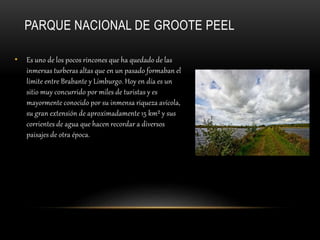 PARQUE NACIONAL DE GROOTE PEEL
• Es uno de los pocos rincones que ha quedado de las
inmersas turberas altas que en un pasado formaban el
límite entre Brabante y Limburgo. Hoy en día es un
sitio muy concurrido por miles de turistas y es
mayormente conocido por su inmensa riqueza avícola,
su gran extensión de aproximadamente 15 km² y sus
corrientes de agua que hacen recordar a diversos
paisajes de otra época.
 