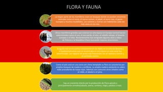 FLORA Y FAUNA
La mayor parte de los mamíferos viven en bosques donde se pueden encontrar
animales como el corzo, el ciervo común, el jabalí, el zorro rojo, el gamo
europeo y muchos mustélidos. Los castores y nutrias son habitantes cada vez
más raros en los ríos.
Otros mamíferos grandes que vivieron en otra época en Europa Central fueron
exterminados como el uro, el oso pardo, el alce, el caballo salvaje, el bisonte
europeo o el lobo. Recientemente han emigrado algunos alces y lobos
de Polonia y la República Checa buscando mejores provisiones.
El águila real se encuentra únicamente en los Alpes en la zona de Baviera y
el quebrantahuesos que se encontraba en otra época en esta zona fue
exterminado. Los rapaces de presa más frecuentes son el ratonero común y
el cernícalo común.
Como el país está en una zona con clima templado su flora se caracteriza por
amplios bosques de madera y coníferas. La amplia madera existente es sobre
todo procedente de hayas rojas. Además son comunes otros árboles como
el roble, el abedul o el pino.
hay un creciente interés por la producción de Flora apícola y
principalmente cereales(cebada, avena, centeno, trigo), patatas y maíz.
 