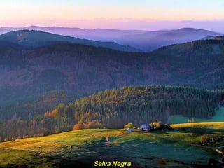Selva Negra 