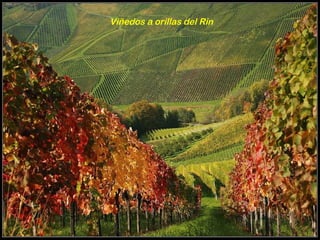 Viñedos a orillas del Rin 