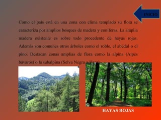INICIO
Como el país está en una zona con clima templado su flora se
caracteriza por amplios bosques de madera y coníferas. La amplia
madera existente es sobre todo procedente de hayas rojas.
Además son comunes otros árboles como el roble, el abedul o el
pino. Destacan zonas amplias de flora como la alpina (Alpes
bávaros) o la subalpina (Selva Negra o Harz).




                                                HAYAS ROJAS
 