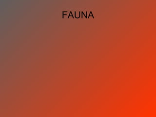 FAUNA
 