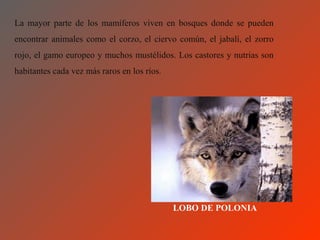 La mayor parte de los mamíferos viven en bosques donde se pueden
encontrar animales como el corzo, el ciervo común, el jabalí, el zorro
rojo, el gamo europeo y muchos mustélidos. Los castores y nutrias son
habitantes cada vez más raros en los ríos.




                                             LOBO DE POLONIA
 