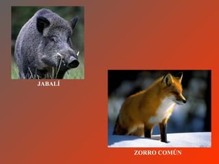 JABALÍ




         ZORRO COMÚN
 