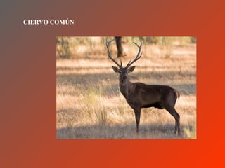 CIERVO COMÚN
 
