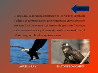 INICIO

El águila real se encuentra únicamente en los Alpes en la zona de
Baviera y el quebrantahuesos que se encontraba en otra época en
esta zona fue exterminado. Los rapaces de presa más frecuentes
son el ratonero común y el cernícalo común al contrario que el
halcón peregrino el cual es menos numeroso.




    ÁGUILA REAL                        RATONERO COMÚN
 