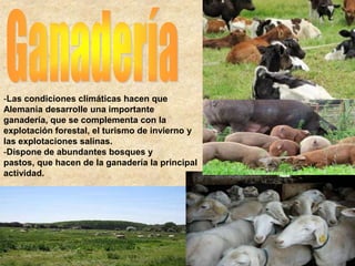 -Las condiciones climáticas hacen que
Alemania desarrolle una importante
ganadería, que se complementa con la
explotación forestal, el turismo de invierno y
las explotaciones salinas.
-Dispone de abundantes bosques y
pastos, que hacen de la ganadería la principal
actividad.
 