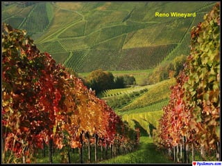 Reno Wineyard 