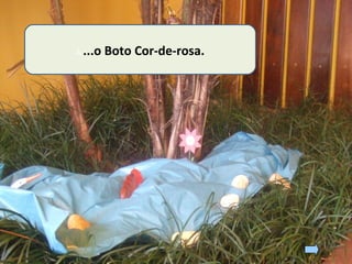 A ...o Boto Cor-de-rosa.
 