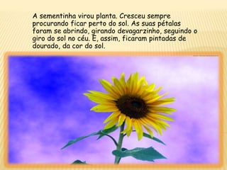 A sementinha virou planta. Cresceu sempre
procurando ficar perto do sol. As suas pétalas
foram se abrindo, girando devagarzinho, seguindo o
giro do sol no céu. E, assim, ficaram pintadas de
dourado, da cor do sol.
 