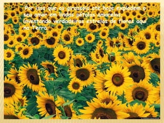 Por isso que os girassóis até hoje explodem o
seu amor em lindas pétalas amarelas,
inventando verdadeiras estrelas de flores aqui
na Terra.
 