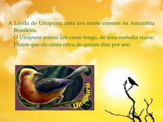 A Lenda do Uirapuru, uma ave muito comum na Amazônia
Brasileira. 
O Uirapuru possui um canto longo, de uma melodia suave.
Dizem que ele canta cerca de quinze dias por ano.
 
 