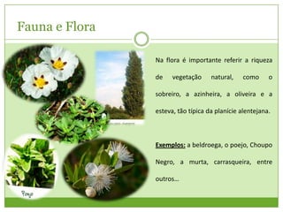 Fauna e Flora
Na flora é importante referir a riqueza
de

vegetação

natural,

como

o

sobreiro, a azinheira, a oliveira e a
esteva, tão típica da planície alentejana.

Exemplos: a beldroega, o poejo, Choupo
Negro, a murta, carrasqueira, entre
outros…

 