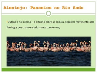 Outono e no Inverno – o estuário cobre-se com os elegantes movimentos dos

flamingos que criam um belo manto cor-de-rosa;

 