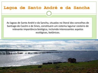 As lagoas de Santo André e da Sancha, situadas no litoral dos concelhos de
Santiago do Cacém e de Sines, constituem um sistema lagunar costeiro de
relevante importância biológica, incluindo interessantes aspetos
ecológicos, botânicos.

 